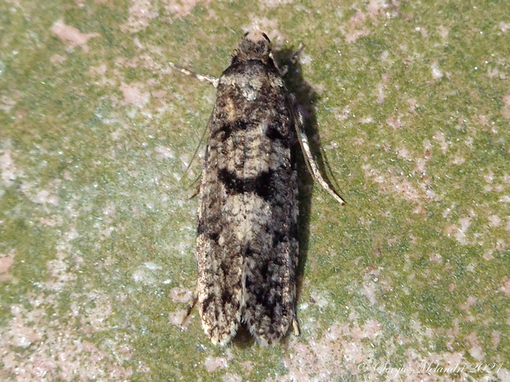 Falena da ID 3